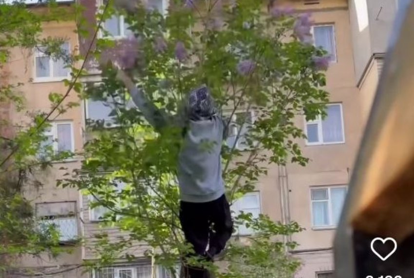 В Бишкеке оштрафовали мужчину за то, что обрывал сирень ради видео в соцсетях